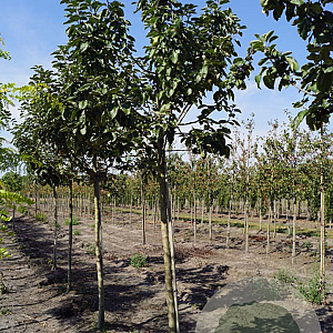 Malus d. Dubbele Bellefleur 18-20 HO draadkluit