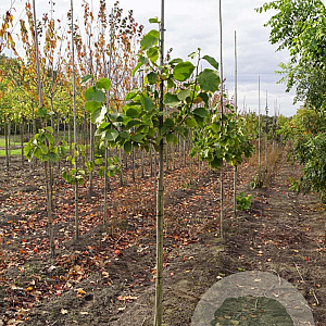 Magnolia 'Big Dude' 10-12 HO draadkluit