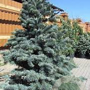 Abies lasiocarpa 'Argentea' 200-250 cm draadkluit solitair