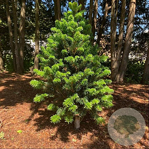 Abies alba 'Pyramidalis' 250-300 cm draadkluit solitair