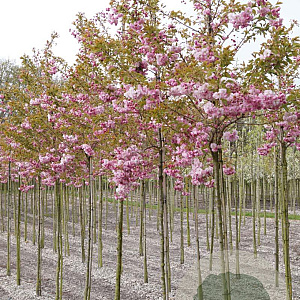 Prunus ser. 'Pink Perfection' 12-14 HO draadkluit