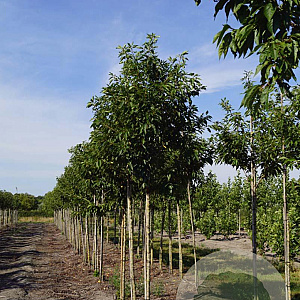 Prunus ser. 'Pink Perfection' 12-14 HO draadkluit