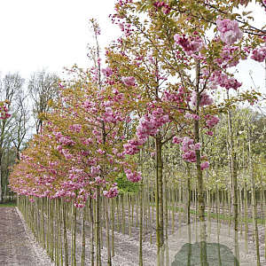 Prunus ser. 'Pink Perfection' 12-14 HO draadkluit