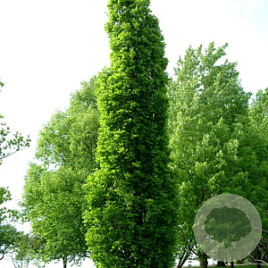 Quercus warei 'Wind Candle' 20-25 HO draadkluit geveerd