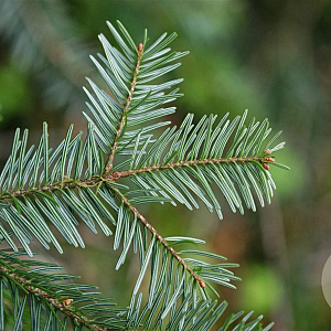 Abies amabilis 250-300 cm draadkluit solitair