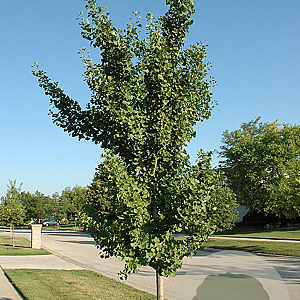 Ginkgo bil. 'Fairmount' 10-12 HO draadkluit