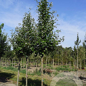 Sorbus aria 'Gigantea' 14-16 HO draadkluit