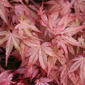 Acer pal. 'Beni-tsukasa' 350-400 cm draadkluit meerstammig 