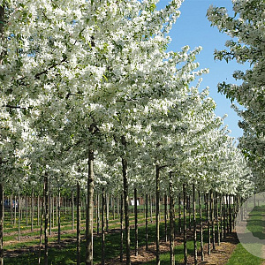 Malus 'Sutyzam' 10-12 HO draadkluit