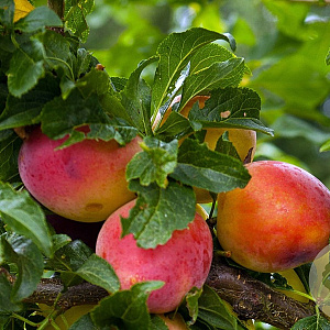 Malus d. Komet 14-16 HO draadkluit