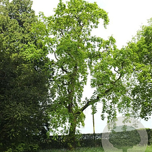 Quercus rob. 'Pendula' 200-250 cm 10L