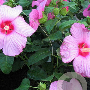 Hibiscus moscheutos 125-150 cm cont. 110L struik