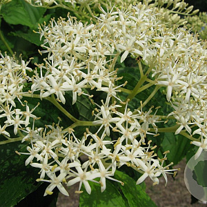 Cornus macrophylla 16-18 HO draadkluit