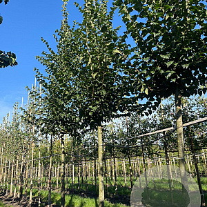 Ulmus minor 'Wanoux' 20-25 HO draadkluit