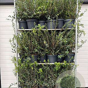 Osmanthus burkwoodii 60-80 cm 7,5L
