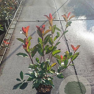 Photinia fraseri 'Red Robin' 40-60 cm 3,0L