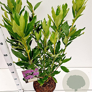 Rhododendron ponticum 50-60 cm 5,0L