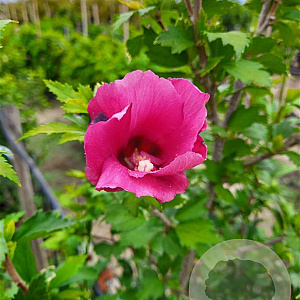 Hibiscus syr. Flower Tower Red 100-125 cm met kluit struik meerstammig