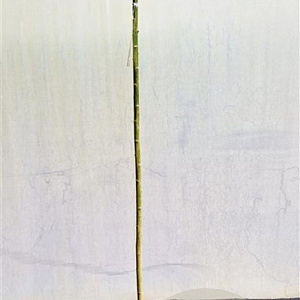 Salix integra 'Hakuro-nishiki' 180 cm stam 7,5L