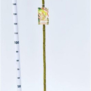 Salix integra 'Hakuro-nishiki' 180 cm stam 7,5L