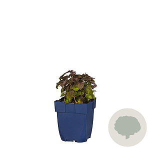 Viola labradorica GM  P11