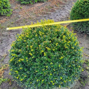 Taxus baccata 60 cm draadkluit bol
