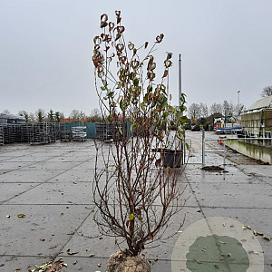 Cornus kousa chinensis 200-250 cm container