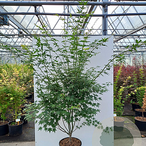 Acer palmatum 175-200 cm container meerstammig