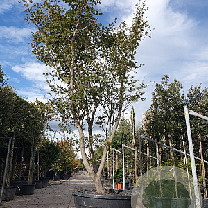 Acer pal. 'Atropurpureum' 350-400 cm container