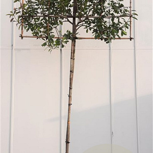 Photinia fraseri 'Red Robin' 10-12 cm container LEIVORM 200 cm stam