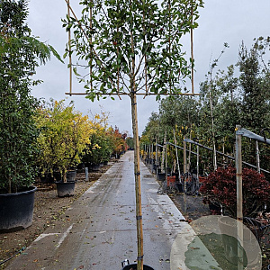 Photinia fraseri 'Red Robin' 10-12 cm container LEIVORM 200 cm stam
