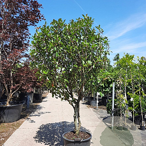 Photinia fraseri 'Red Robin' 200-250 cm container 80 stam
