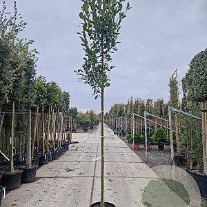 Photinia fraseri 'Red Robin' 180 cm stam container 20-25 lei 150x120