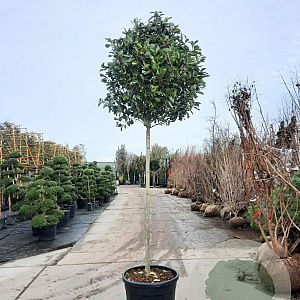 Photinia fraseri 'Red Robin' 180 cm stam container 14-16