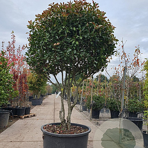Photinia fraseri 'Red Robin' 200-250 cm container Gestokt