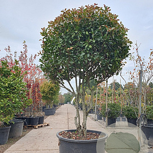 Photinia fraseri 'Red Robin' 200-250 cm container Gestokt