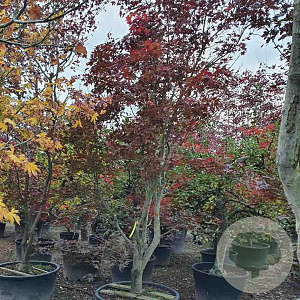 Acer pal. 'Bloodgood' 350-400 cm container solitair 2-3 tak
