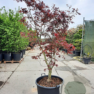 Acer pal. 'Bloodgood' 200-250 cm container meerstammig extra