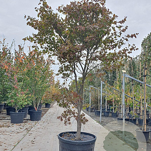 Acer pal. 'Bloodgood' 250-300 cm container meerstammig