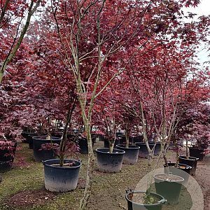 Acer pal. 'Bloodgood' 250-300 cm container meerstammig