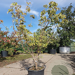 Cornus kousa chinensis 150-175 cm 35L