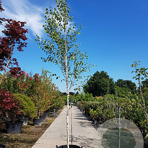 Betula utilis jacquemontii 12-14 HO container