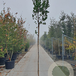 Arbutus unedo 200 cm stam 25L 6-8