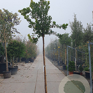 Arbutus unedo 200 cm stam 25L 8-10