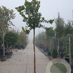Arbutus unedo 200 cm stam 25L 8-10