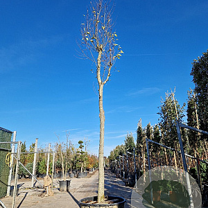 Celtis australis 30-35 HO cont. 285L