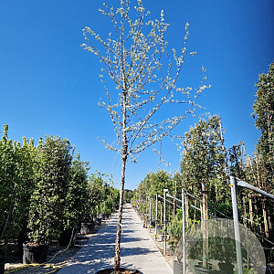 Elaeagnus angustifolia 200 cm stam container 20-25 leiboom