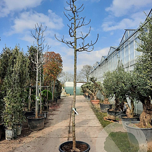 Ficus car. 'Brogiotto Nero' 220 cm stam container 16-18