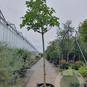 Ficus car. 'Brogiotto Bianco' 240 cm stam container 20-25