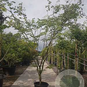 Zelkova serrata 'Variegata' 350-400 cm container
